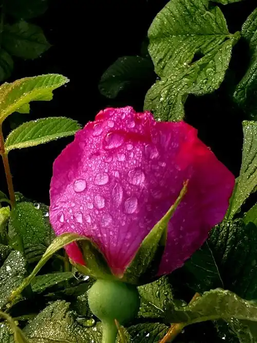 2000_2667竖版 竖屏