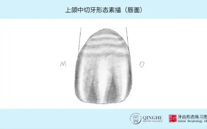 上颌中切牙形态素描(唇面)_哔哩哔哩 (゜-゜)つロ 干杯~-bilibili