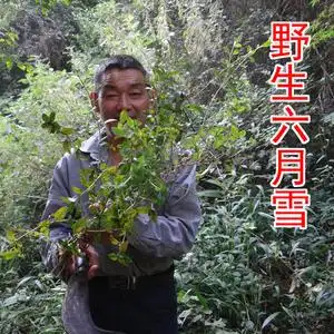 野生白马骨 中药材六月雪 自家采的纯野生路边金 新鲜晒干500g