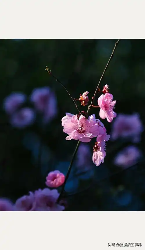 粉色梅花图片大全(实拍19张粉色美人梅照)