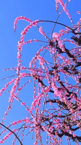 幽香淡淡浸远芳@垂枝梅