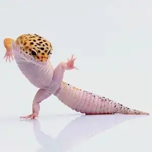 豹纹守宫爬宠活体宠物蜥蜴活体温顺爬宠活体宠物活体壁虎小蜥蜴活