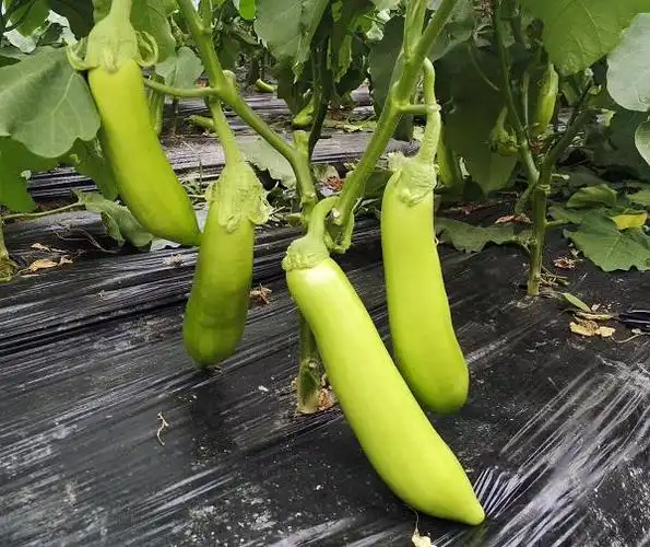 金山青茄走出"濒危"困境,化身"冰激淋"茄子闪亮回归