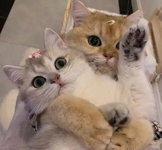 超甜猫咪情侣头像