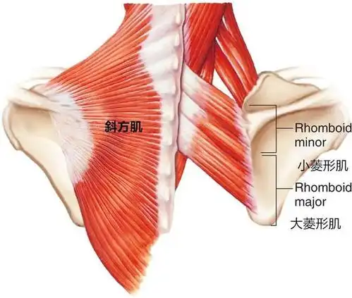 练瑜伽,如何激活肩胛骨,启动菱形肌?
