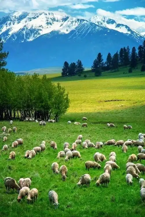 去干净如画的雪山草原看看