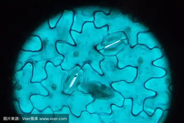 蚕豆叶下表皮的光镜观察