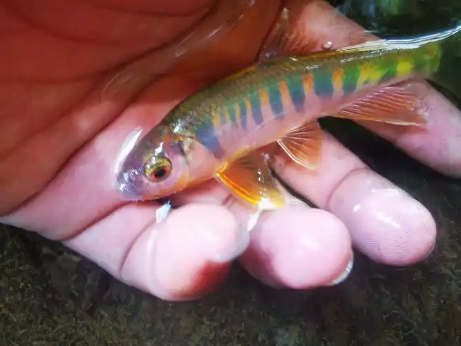 冷水原生稀有溪流鱼长鳍鱲小型观赏鱼发色不加鱼