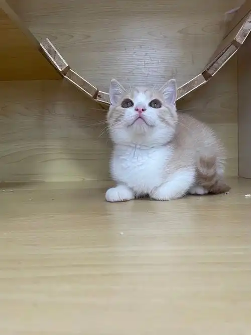 几百块钱的纯种英短美短喜欢来询