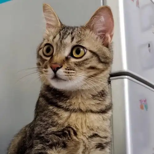 狸花猫串串钟爱电饭煲