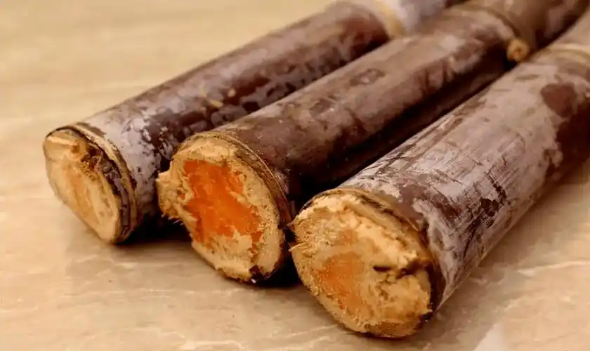 甘蔗_毒素_部分