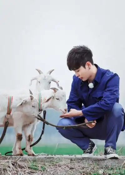 张艺兴喂羊,鸡条Ⅳ