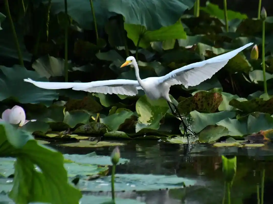 中山公园小西湖荷花盛开白鹭来.#野生鸟类摄影 #原创摄影 # - 抖音