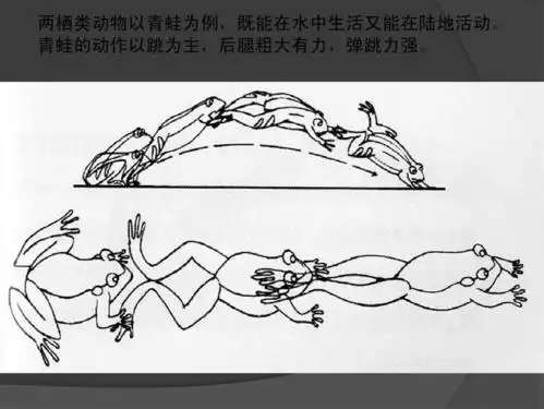 动画运动规律动物