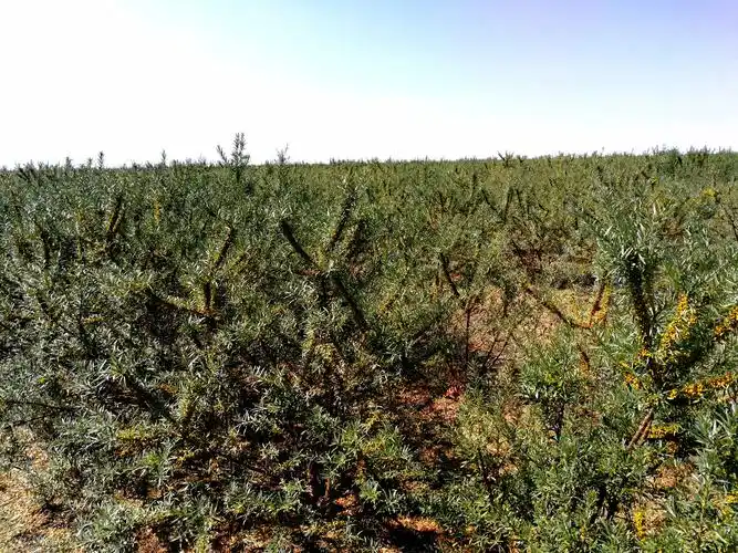 援疆收官之沙棘