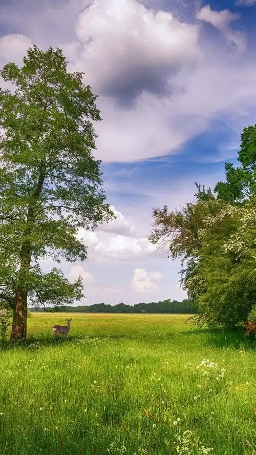 首页 自然与风景 夏天