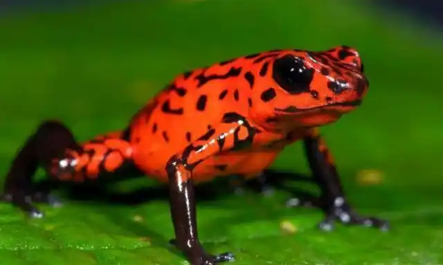 10.世界十大毒王之一:箭毒蛙