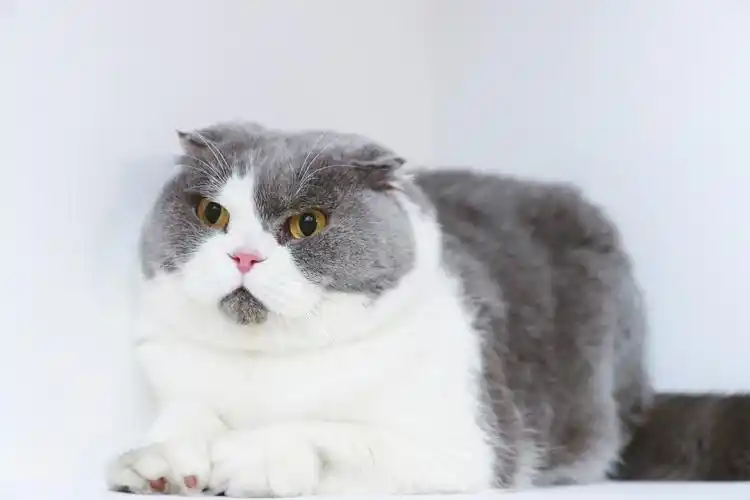 英短蓝白折耳猫汤圆