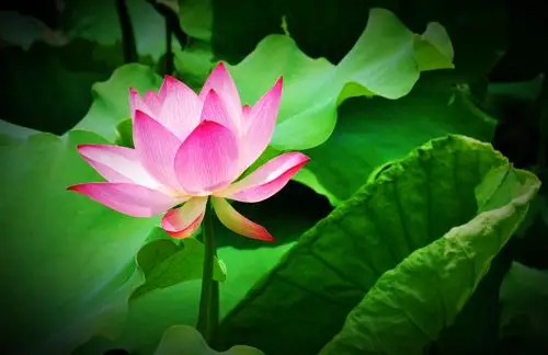 荷红莲碧——2018杭州西湖荷花展掠影