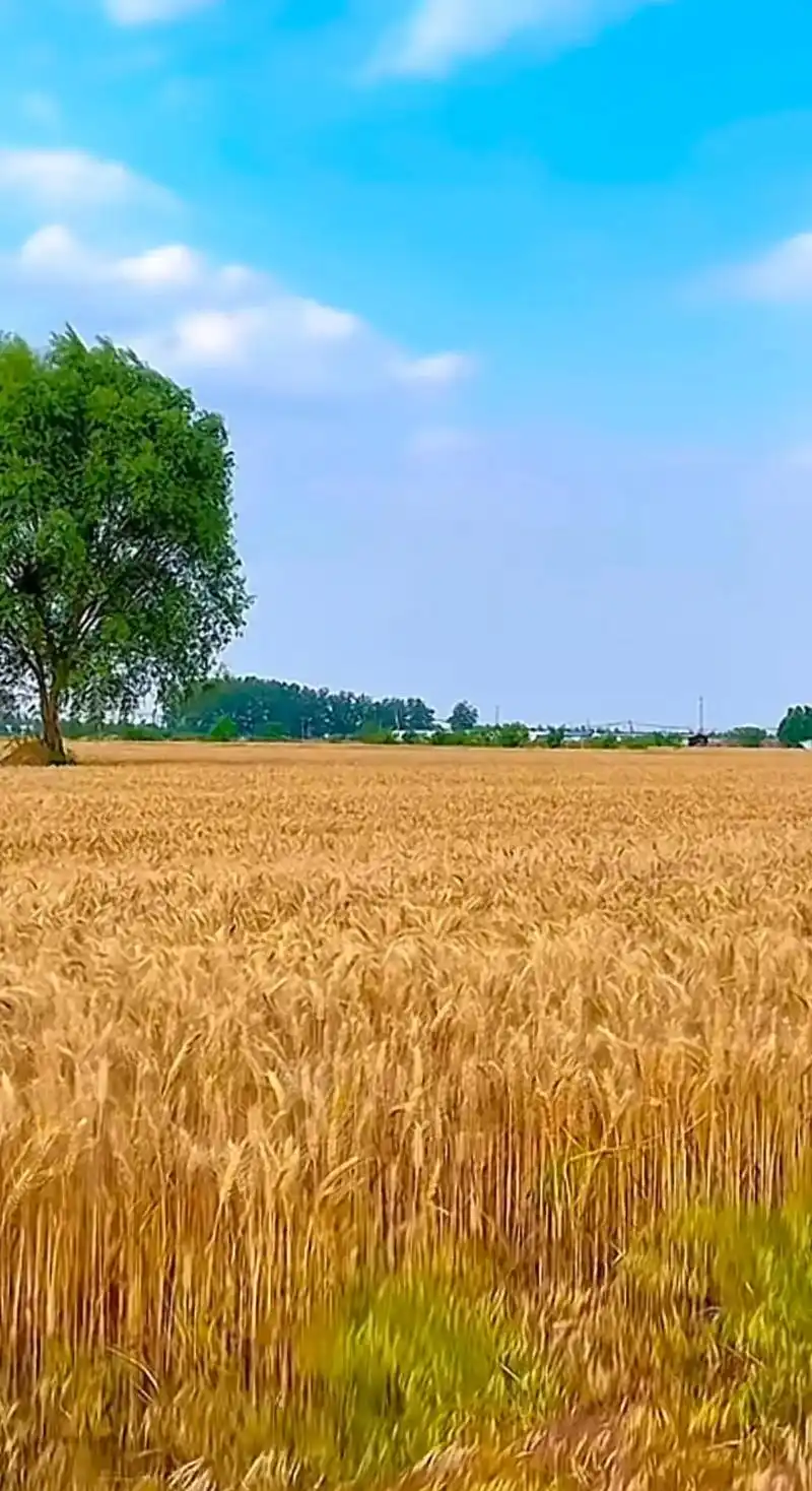 麦田