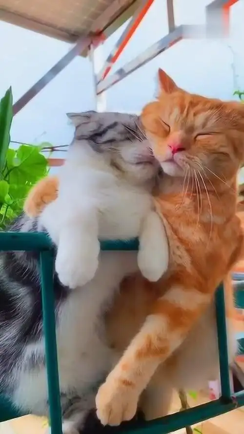 我承认我羡慕了,连猫都在秀恩爱了,我还是单身!