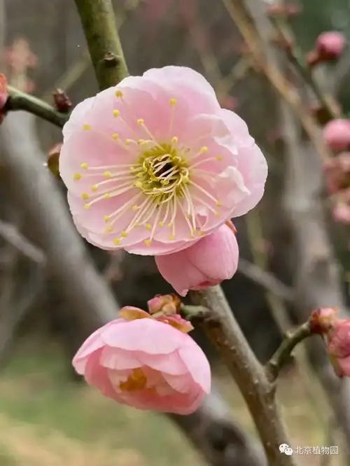 mumeyu xi gong fen豫西早宫粉梅本品种群是观赏梅花中品种最多的