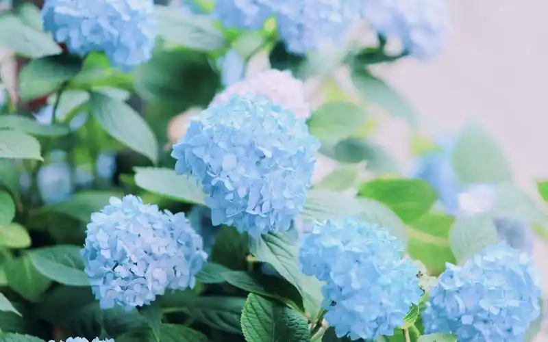 色调淡雅小清新往往色调淡雅,所以不需要去增加额外饱和度了,甚至还