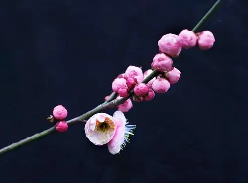 首发一枝梅花迎春来