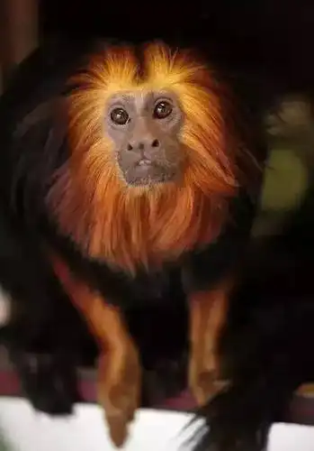 最强动物园|论胡子,圣诞老人是比不过我们的