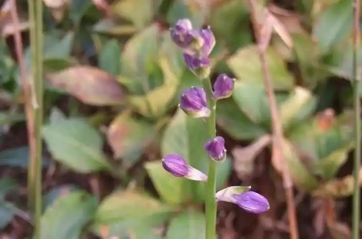 p>紫萼香茶菜(学名: i>isodon /i>  i>forrestii /i> (diels) kud  )