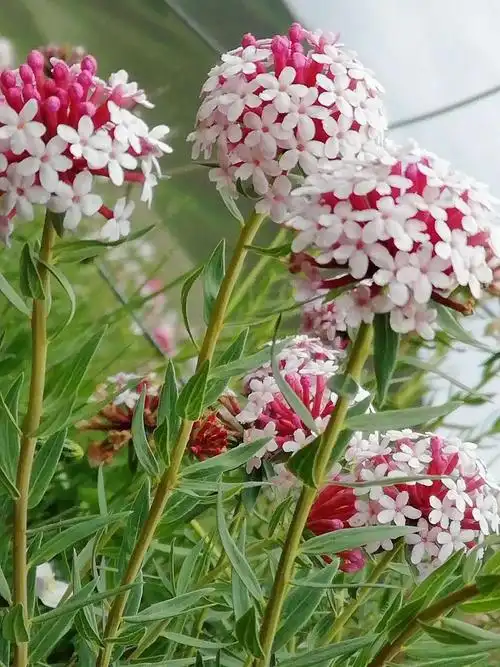 看狼毒花风采(青阳沟) - 美篇