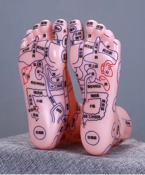 足底反射区图:解读穴位激活对健康的影响(足底反射区图与身体健康)