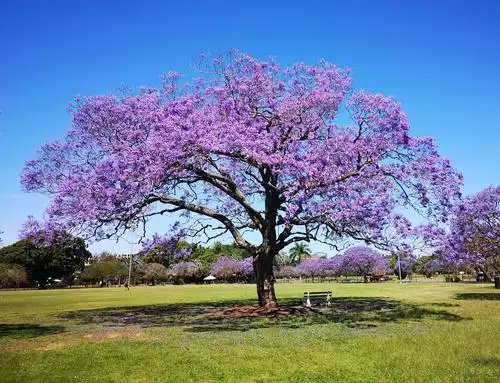 行摄澳洲昆士兰(一)浪漫蓝花楹