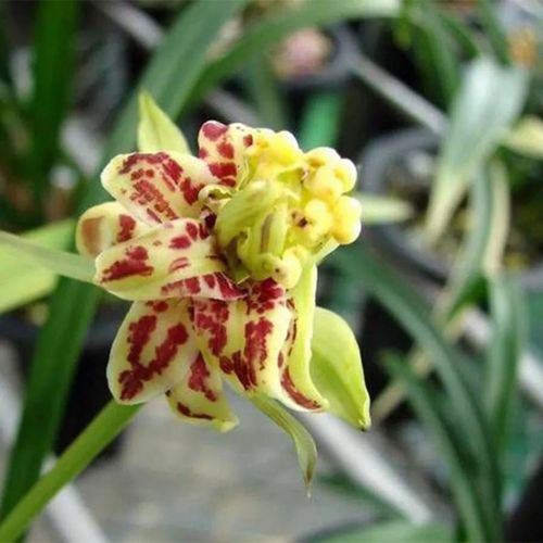 兰花建兰梨山狮王带花苞浓香型奇花室内盆栽好养阳台兰草花卉