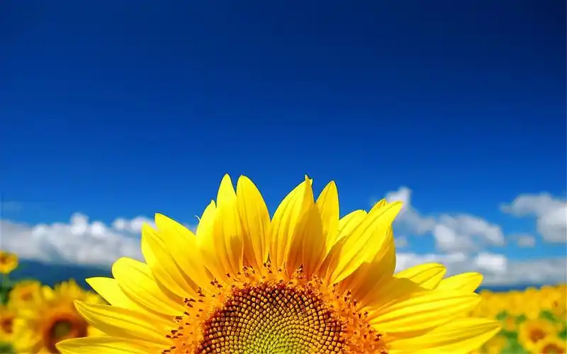 唯美向日葵高清摄影桌面壁纸图片大全