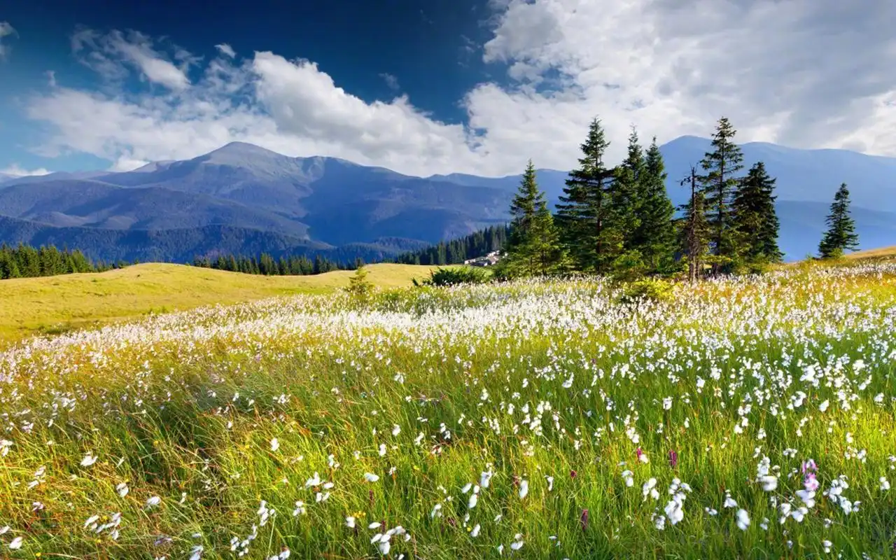 清新护眼花卉图片高清壁纸