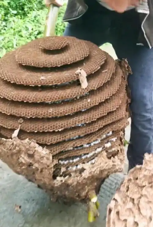 四川一男子上山采到巨型马蜂窝打开一看惊呼连连真是建筑大师