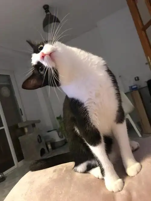 可可爱爱的歪头杀有喜欢的吗