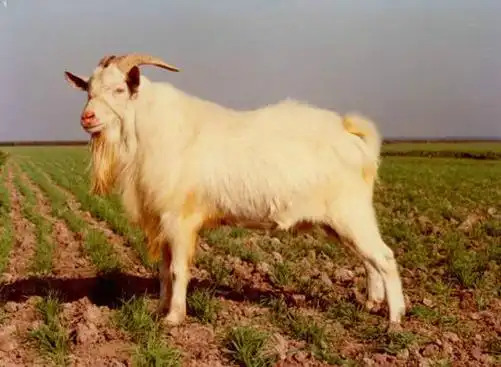 山羊 /a>,1982年11月, a target="_blank" href="/item/中国农业科学