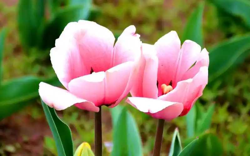 郁金香,高雅脱俗,清新隽永,是一款具有高贵,神秘气质的鲜花.