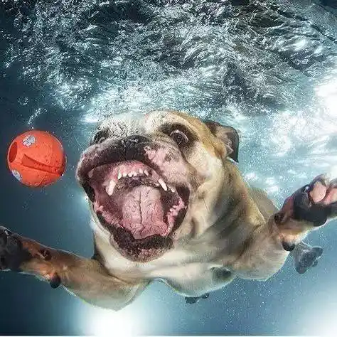 幽默搞笑2017先定一个小目标把游泳学会