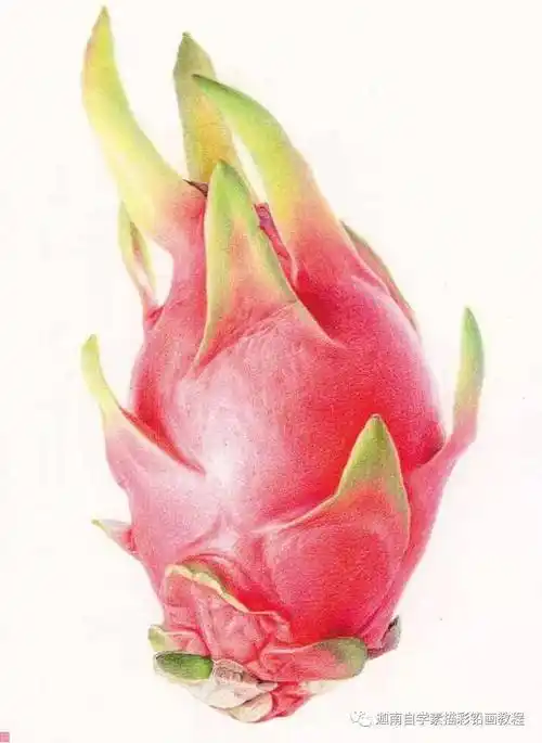 彩铅水果教程:火龙果
