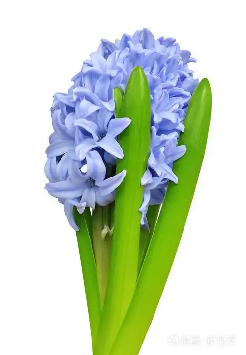 孤立的蓝色风信子