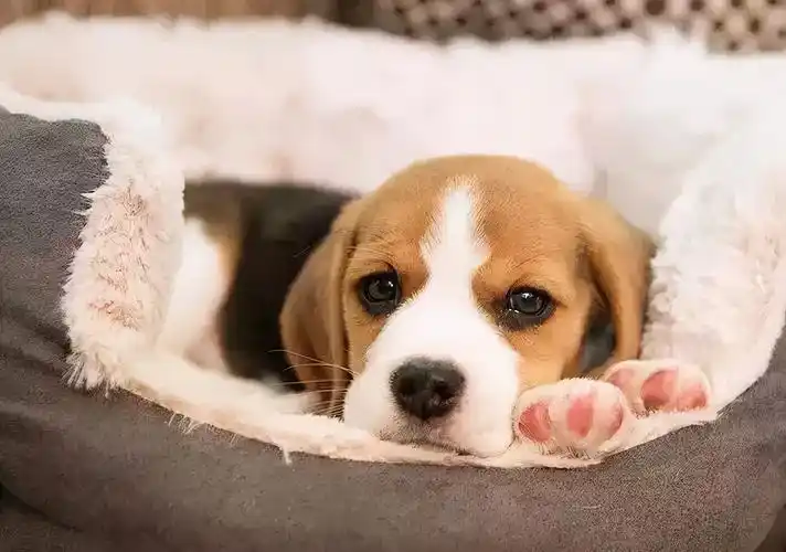 有着大耳朵的比格犬原来可以这么可爱