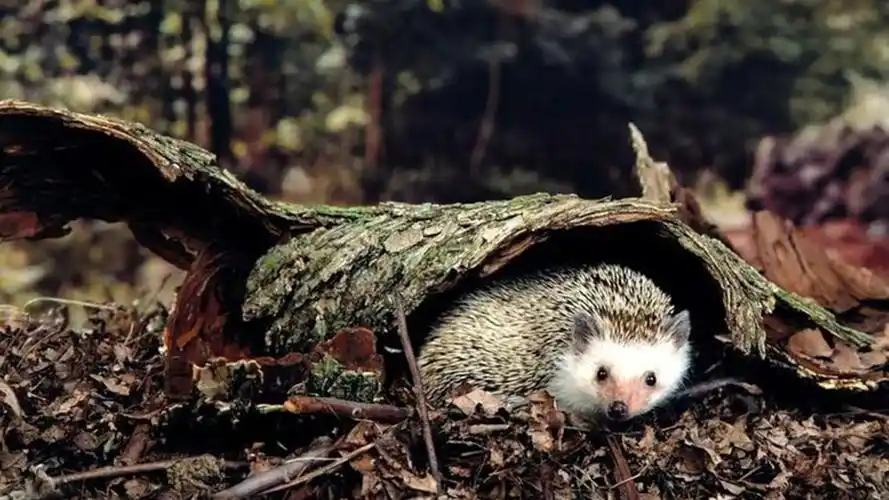 冬眠的动物有哪些 什么动物不需要冬眠-伙伴百科网-让你的生活充满