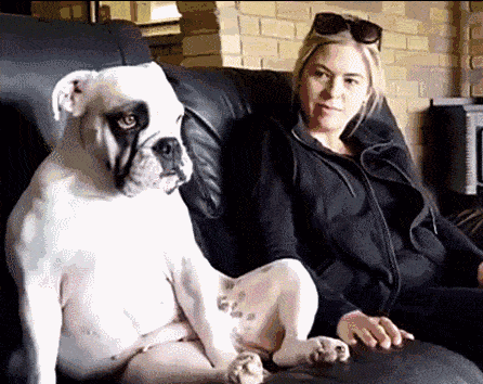 "我很丑,可是我很温柔",用这句话形容斗牛简直太贴切了!