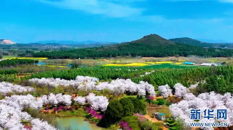 安徽和县:樱花盛开迎客来-新华网