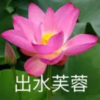 美丽唯美的荷花带文字头像(心如止水)_微信头像图片大全