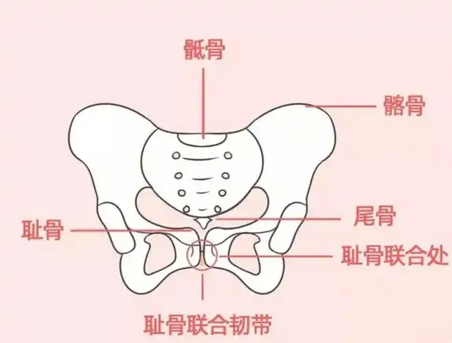 产后妈妈必须知道的骨盆知识75带你避坑6060