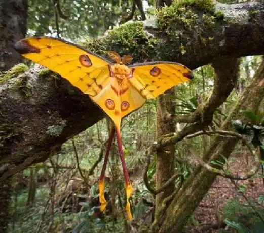 长尾水青蛾在马达加斯加岛东部的安达西比-曼塔迪亚国家公园里